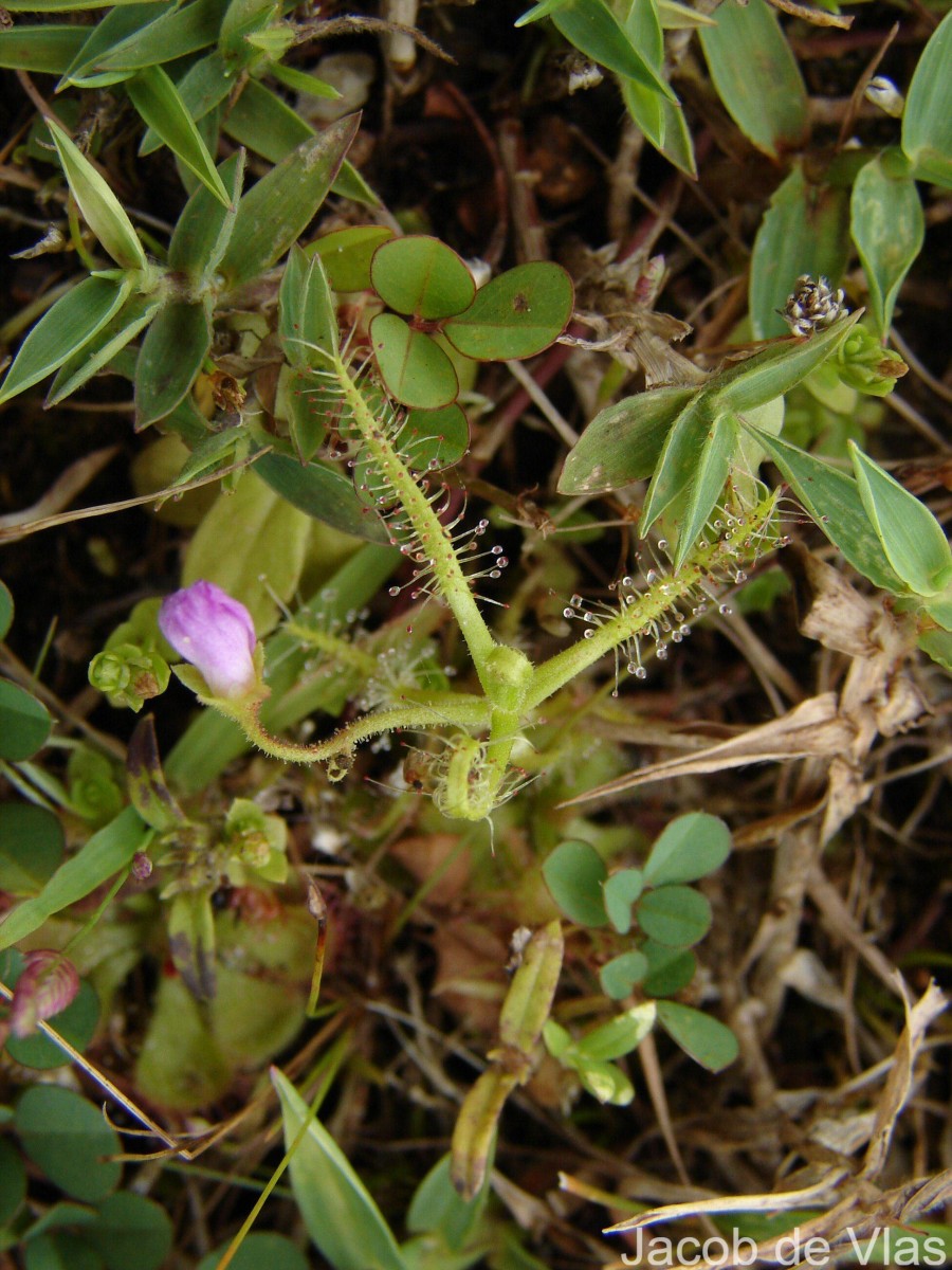 Drosera indica L.